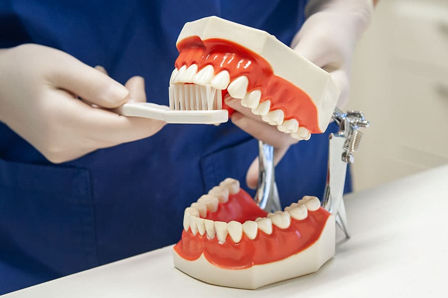 Dentista che mostra la corretta igiene dentale con un modello di denti